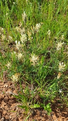 Astragalus zingeri