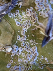 Diaspis echinocacti