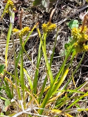 Carex viridula viridula