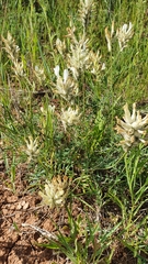 Astragalus zingeri