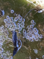 Diaspis echinocacti