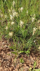 Astragalus zingeri
