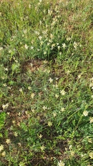 Astragalus zingeri