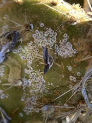 Diaspis echinocacti