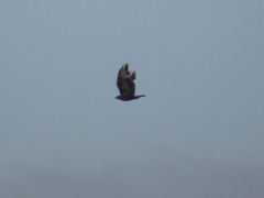 Buteo buteo