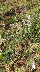 Astragalus silvisteppaceus