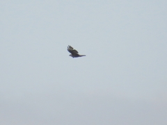 Buteo buteo