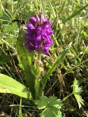 Dactylorhiza purpurella