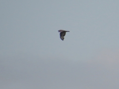 Buteo buteo