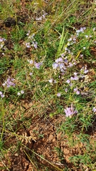 Astragalus silvisteppaceus