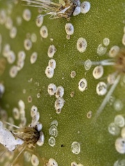 Diaspis echinocacti