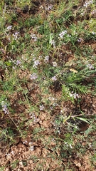 Astragalus silvisteppaceus