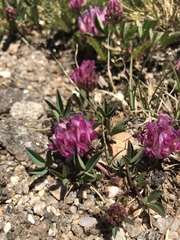 Trifolium parryi