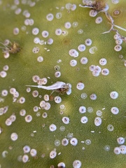 Diaspis echinocacti