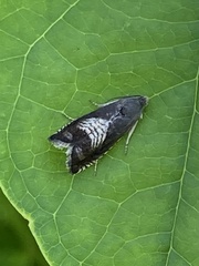 Grapholita interstinctana