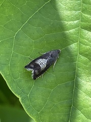 Grapholita interstinctana