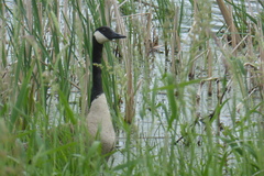 Branta canadensis