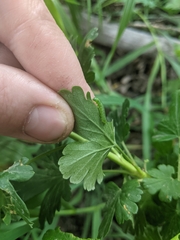 Pristiphora appendiculata