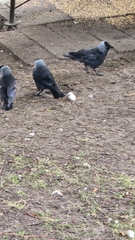 Corvus monedula