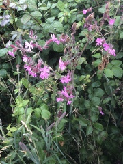 Silene dioica