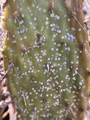 Diaspis echinocacti
