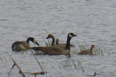 Branta canadensis