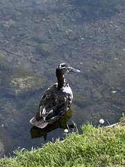 Anas platyrhynchos domesticus