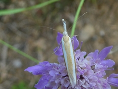 Pleurota aristella