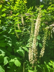 Actaea elata