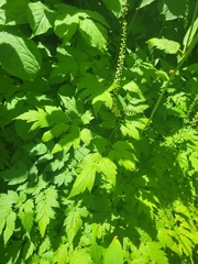 Actaea elata