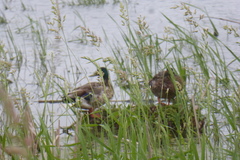 Anas platyrhynchos