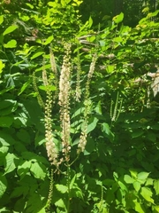 Actaea elata