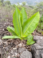 Ensete superbum