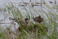 Anas platyrhynchos