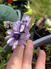 Cicerbita macrophylla