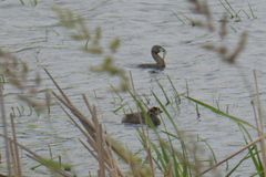 Podilymbus podiceps
