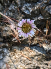Erigeron uniflorus