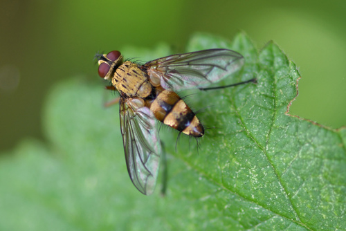 Dexia vacua