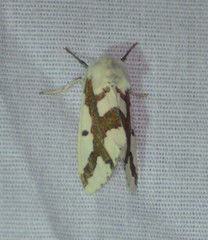 Euerythra phasma