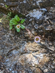 Erigeron uniflorus