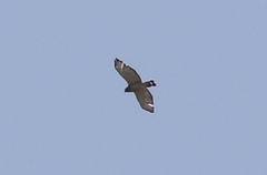 Buteo platypterus
