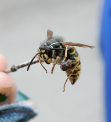 Vespula vulgaris