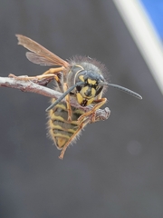 Vespula vulgaris