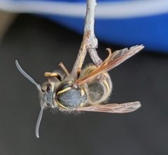 Vespula vulgaris