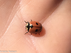 Coccinella prolongata