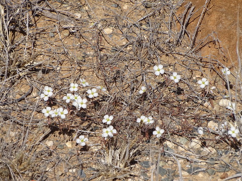 Image of Heliophila biseriata by (c) Shaun Swanepoel, some rights reserved (CC BY)
