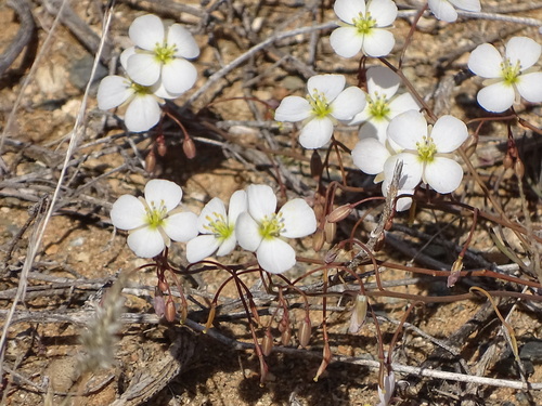 Karoo Sunspurge (Heliophila biseriata)
