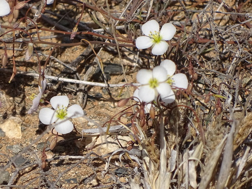 Image of Heliophila biseriata by (c) Shaun Swanepoel, some rights reserved (CC BY)