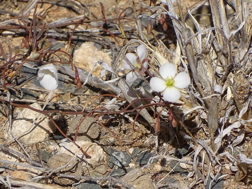 Image of Heliophila biseriata by (c) Shaun Swanepoel, some rights reserved (CC BY)