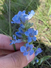 Penstemon nitidus